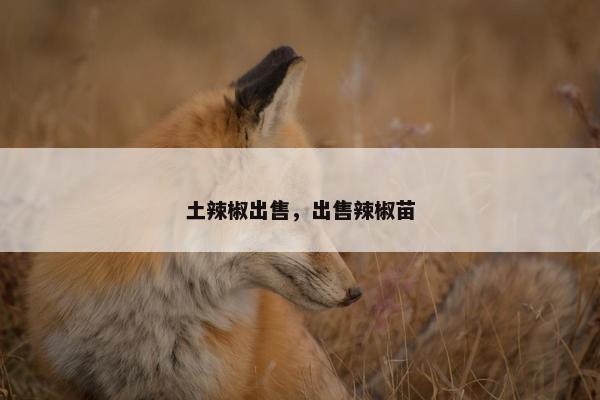 土辣椒出售，出售辣椒苗