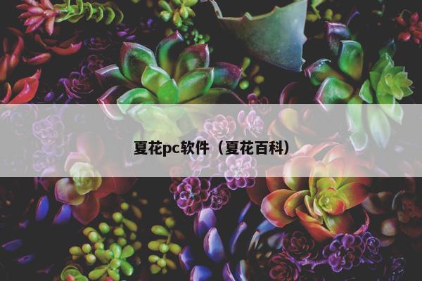 夏花pc软件（夏花百科）