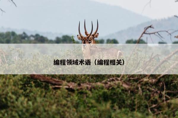 编程领域术语（编程相关）