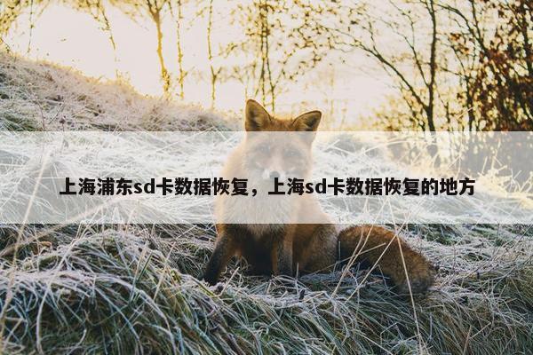 上海浦东sd卡数据恢复，上海sd卡数据恢复的地方